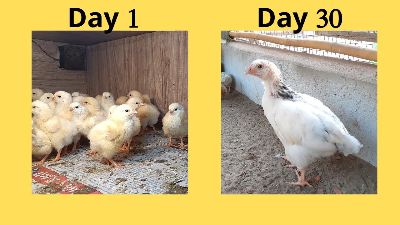 Light Sussex Heritage Chicks Growth [part 1] || Day 1 to 30