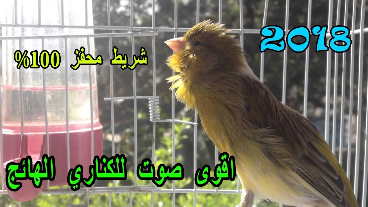 اقوى بتبتات لتهييج الكناري على التغريد و تجهيز الطيور للتزاوج - صوت دكر الكناري الهائج