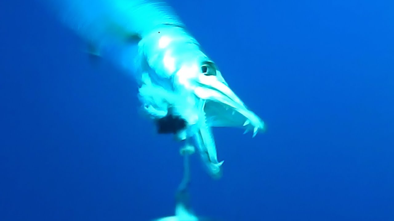 Fishing in Holguin, Cuba - underwater