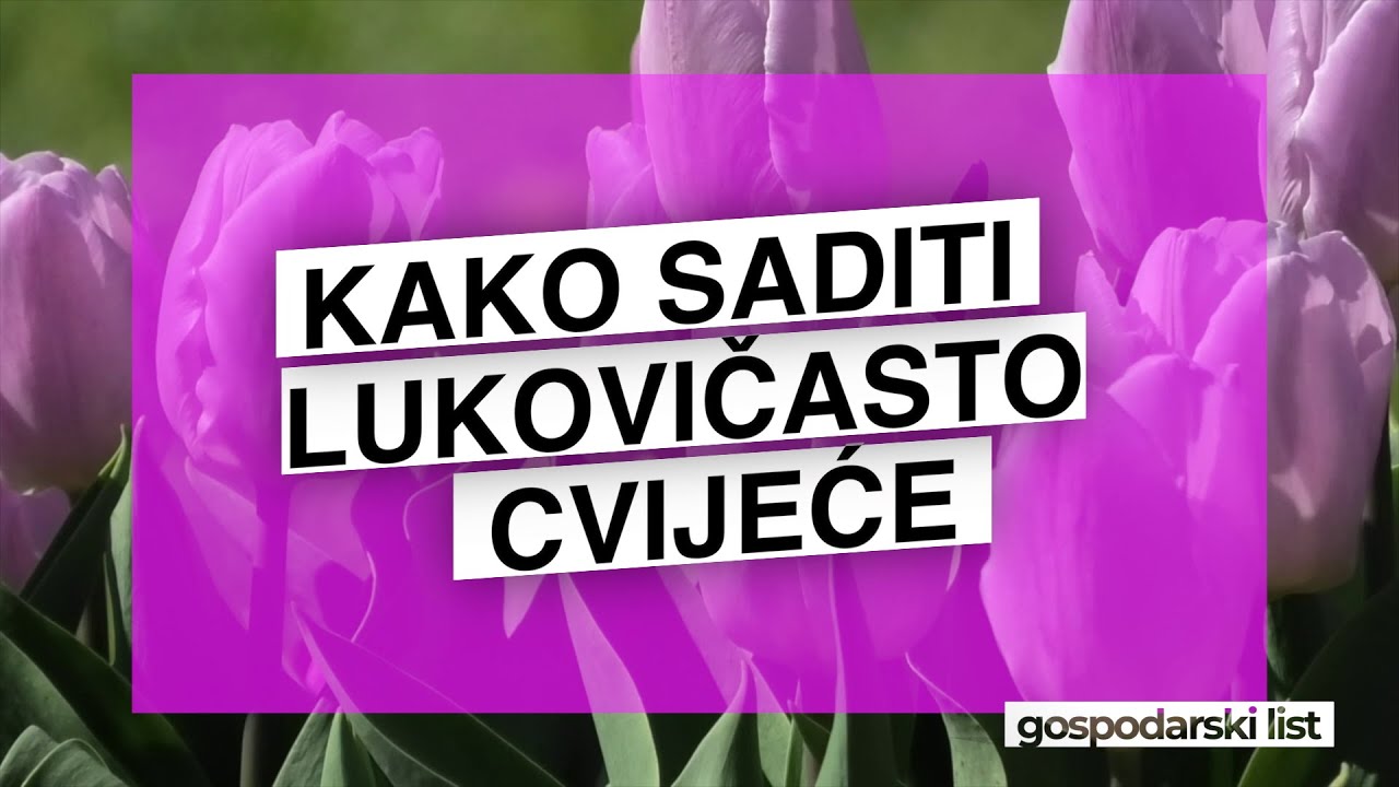 Kako saditi lukovičasto cvijeće &ndash; Savjeti za prekrasan vrt 🌷🌼