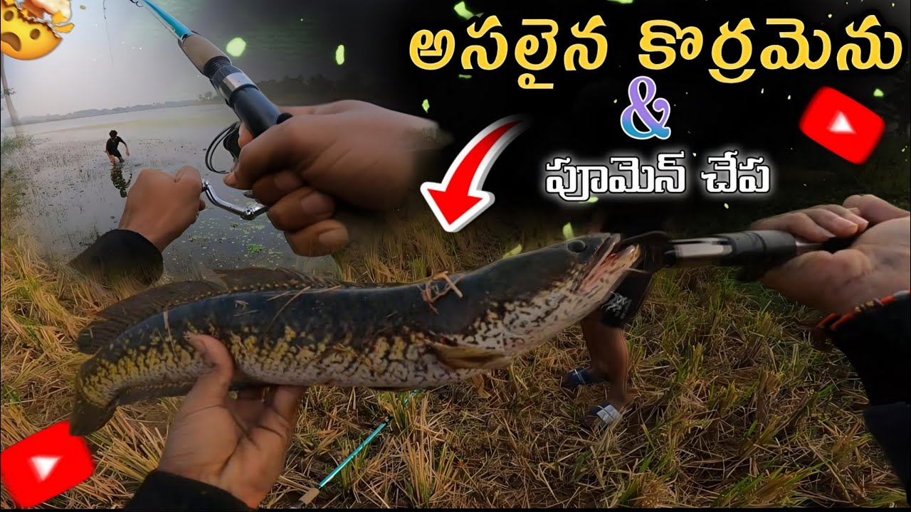 మా వూరి చెరువులో పట్టిన చేపలు 🤤😱#riverfishhunting #villagefish #viralvideo #fishhunting #viral