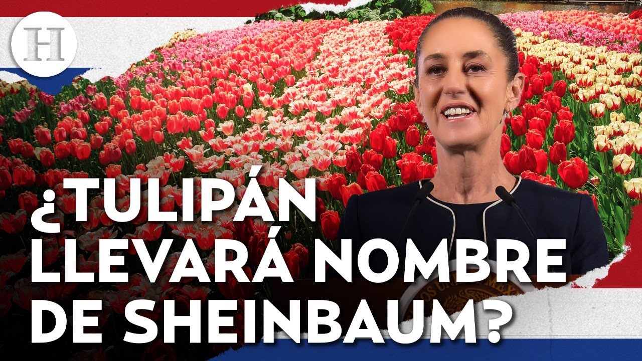 ¿Claudia Sheinbaum conquista a Países Bajos? Proponen nombrar tulipán con su nombre
