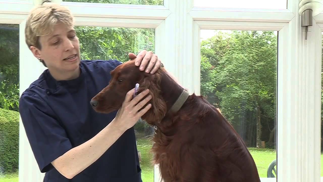 How to give your dog liquid medication