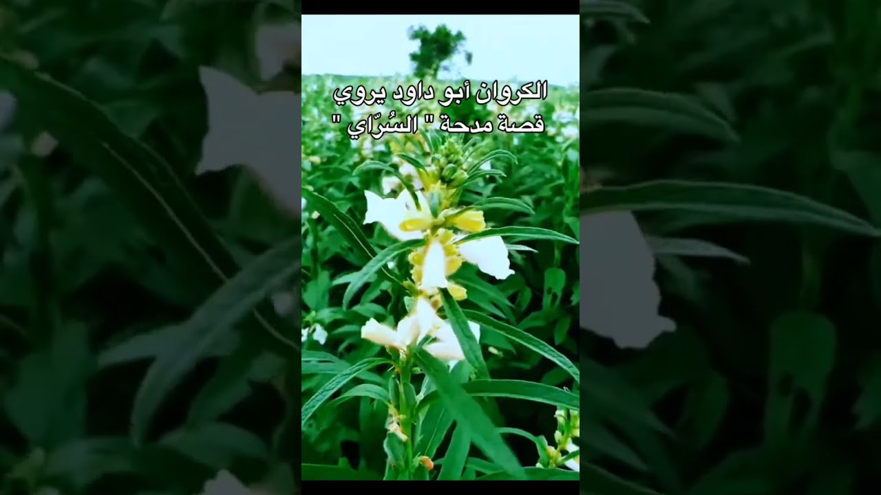 توثيق قصة مدحة السراي | عبدالعزيز محمد داود