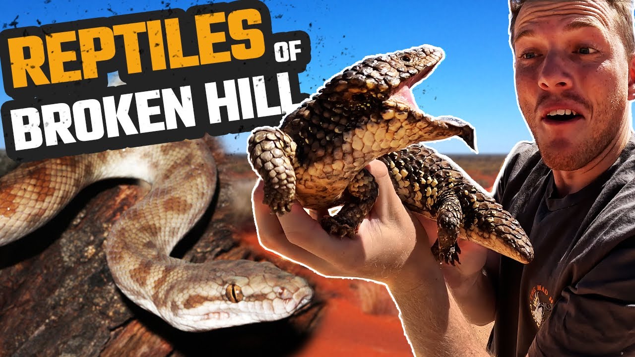 REPTILES OF OUTBACK NEW SOUTH WALES | HERPING BROKEN HILL | THE MOVIE