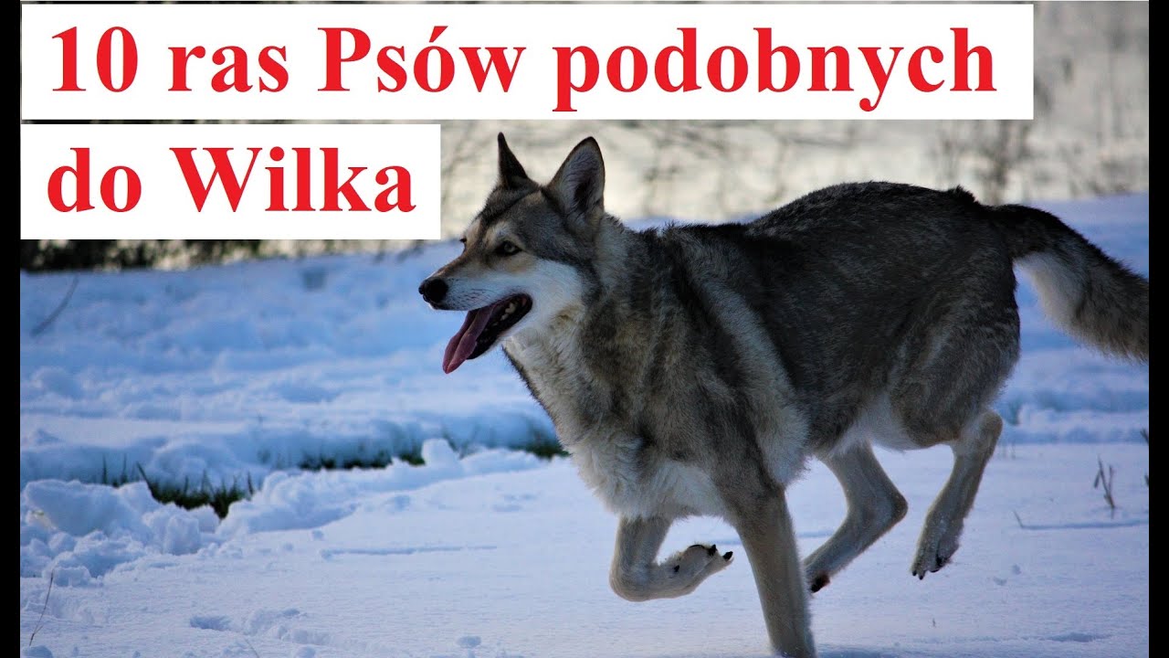 10 ras Psów Podobnych do WILKA