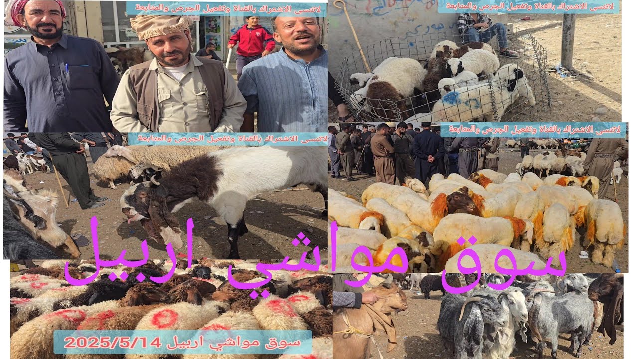 سوق مواشي اربيل علوة الاغنام #اغنام #غنم #نعاج #جوبه #اربيل #عبدالله_الطيب #مواشي #طليان