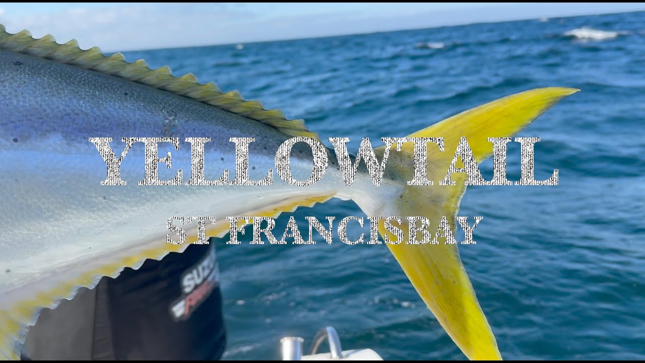 Big Yellowtail on squid in St Francisbay South Africa