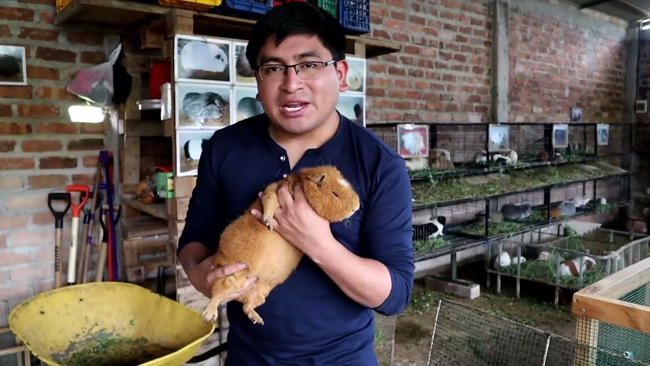 Conocían estos cuyes?🐹🐹 / Jesús_ Cajamarca
