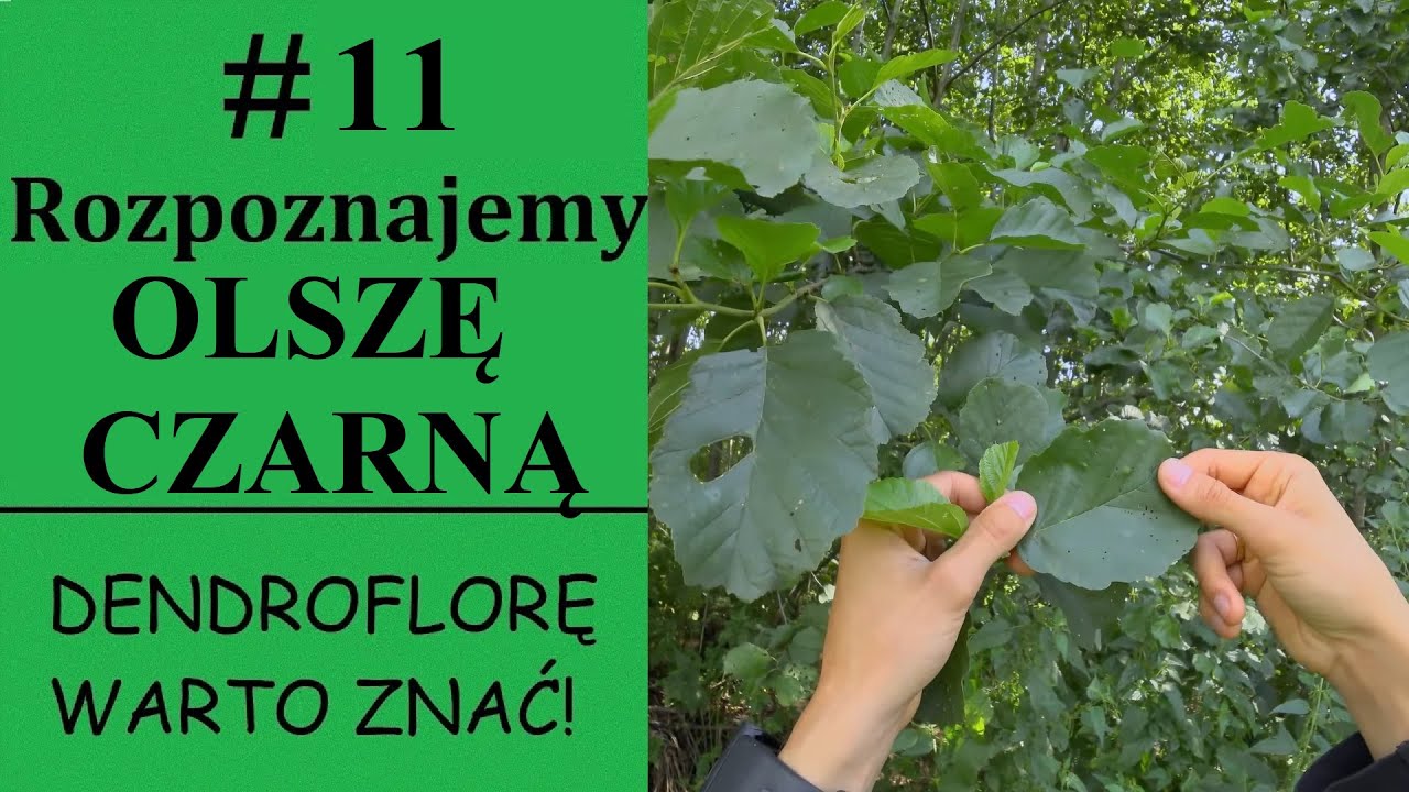 Rozpoznajemy OLSZĘ CZARNĄ