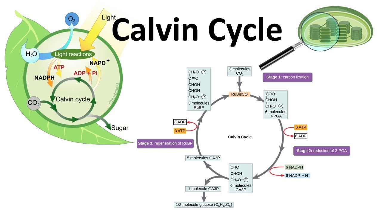 Calvin cycle made super easy