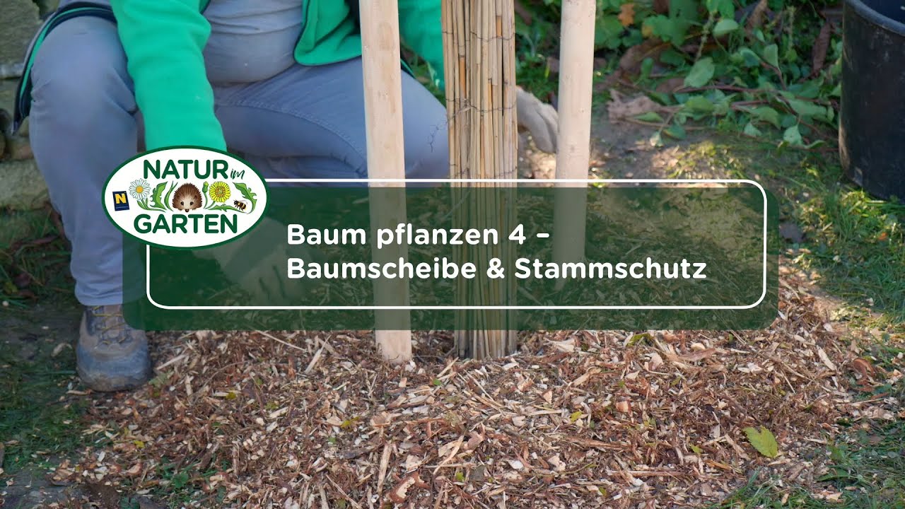 Baum pflanzen 4 – Baumscheibe Stammschutz