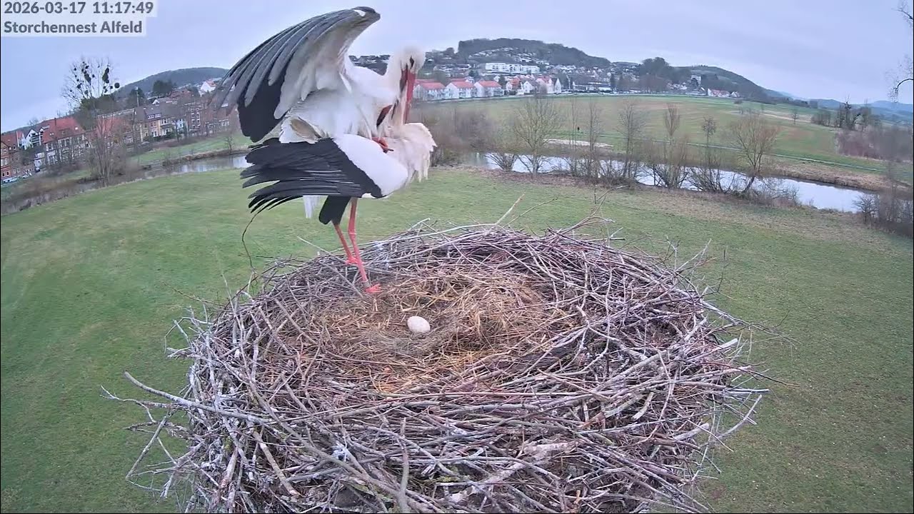 🥚Alf & Anica  Storchennest  Alfeld, DE - 17 03 2026