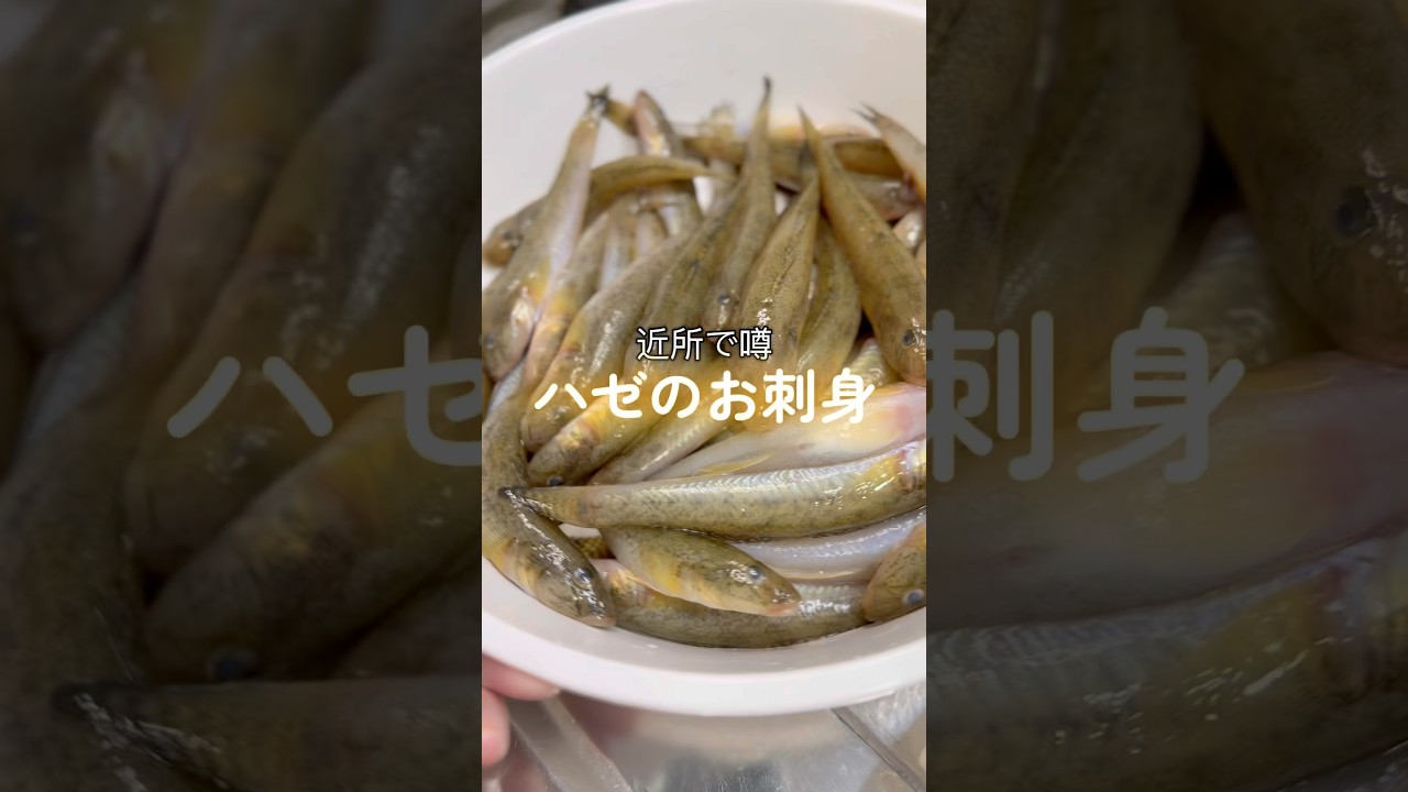 2025年10月28日ハゼのお刺身がうまいうまいと噂だったので&hellip;首にロキソニンテープ貼って頑張りました！#ハゼ#刺身 #調理音 #リピ確 #魚