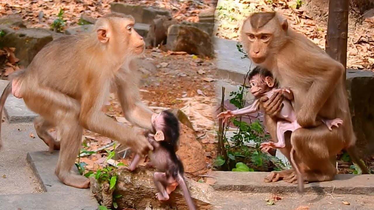 Badly Old Monkey Cherry Tries To Steals Baby and Adopt As Her Own Child | Strange Behavior Monkey