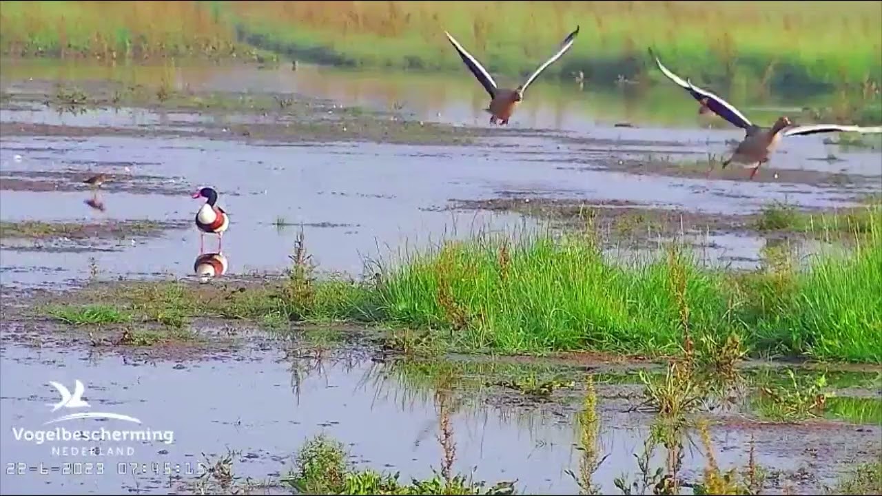 20 jaar Beleef de Lente | Vogelbescherming Nederland