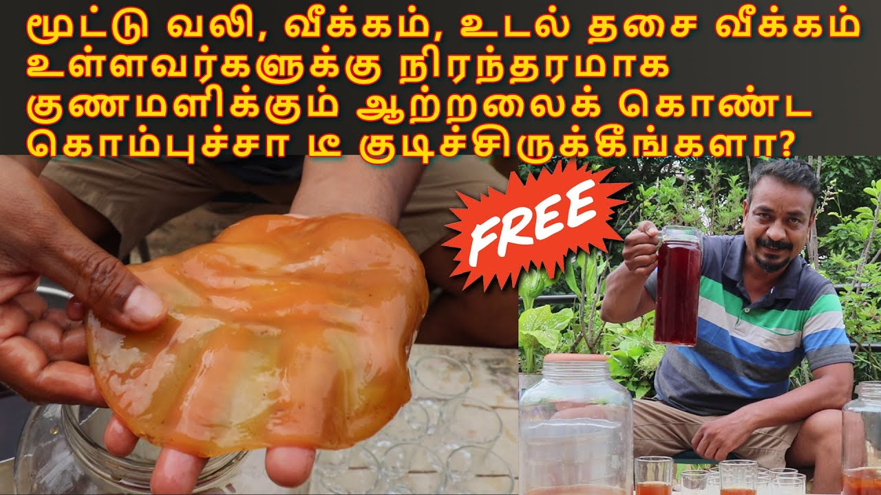 கொம்புச்சா என்ற உயிரின் அமுதபானம் | How to Make Kombucha Tea At Home | Kombucha Scoby Free
