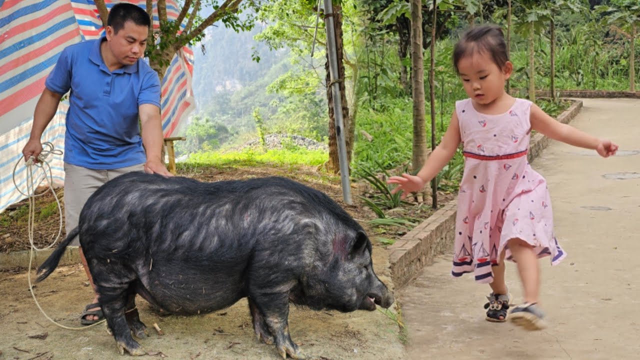 Build life in the farm,wooden cutting board processing process-Takes pigs to the market sell.