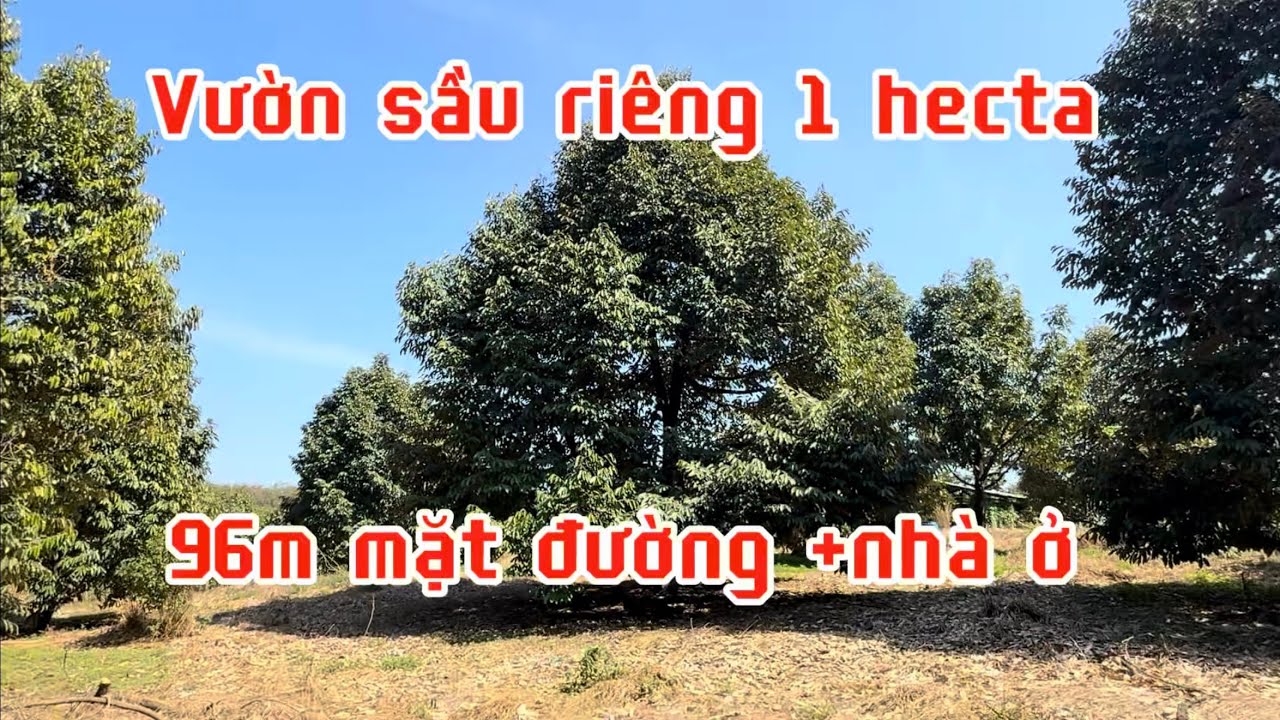 Bán đất vườn sầu riêng 1 hecta đang cho thu hoạch.đồng Phú bình Phước (đồng Nai) lh 0867048379
