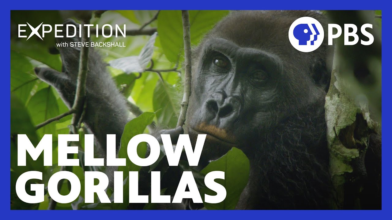 These Gorillas Are Surprisingly Chill! | Expedition with Steve Backshall | Season 2 | PBS