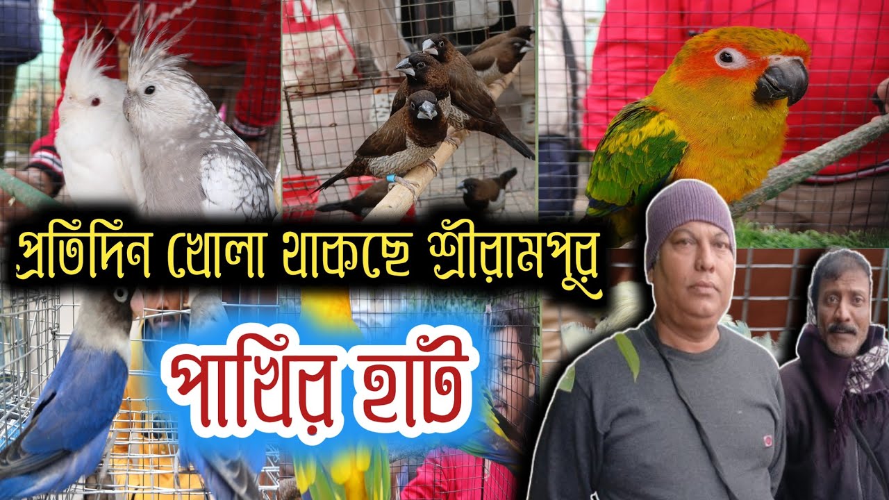 শ্রীরামপুরে পাখি কিনতে এলো ব্যাঙ্গালোর থেকে কি পাখি serampore pet market  serampore Bird market 
