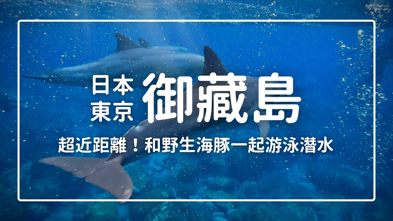 【來日本東京御藏島和海豚一起游泳吧！Mikura Jima】三宅島/御藏島潛水感想、交通、住宿、費用攻略。