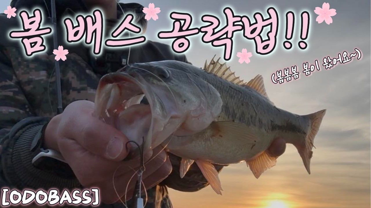 [오도배스]ep.14 추운 겨울이 지나가고 따뜻해진 지금!! 봄 배스 공략법!🌸🌸