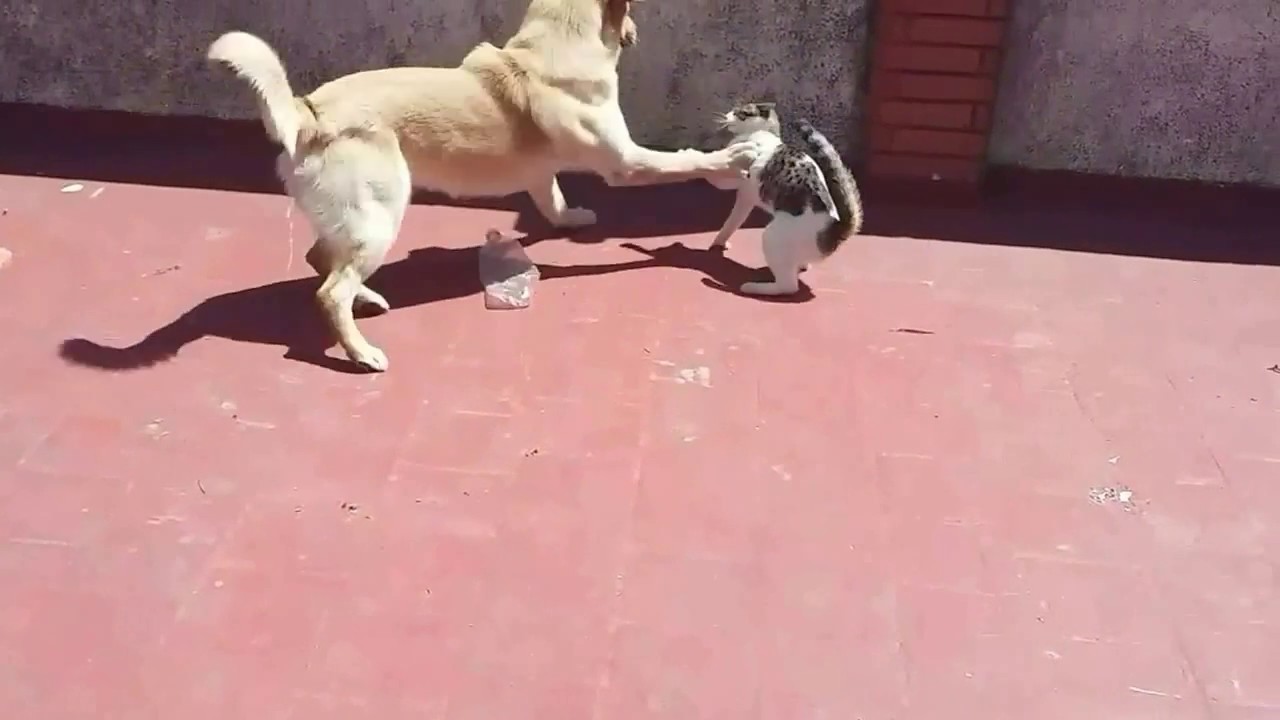 Gran Pelea de Perro con Gato