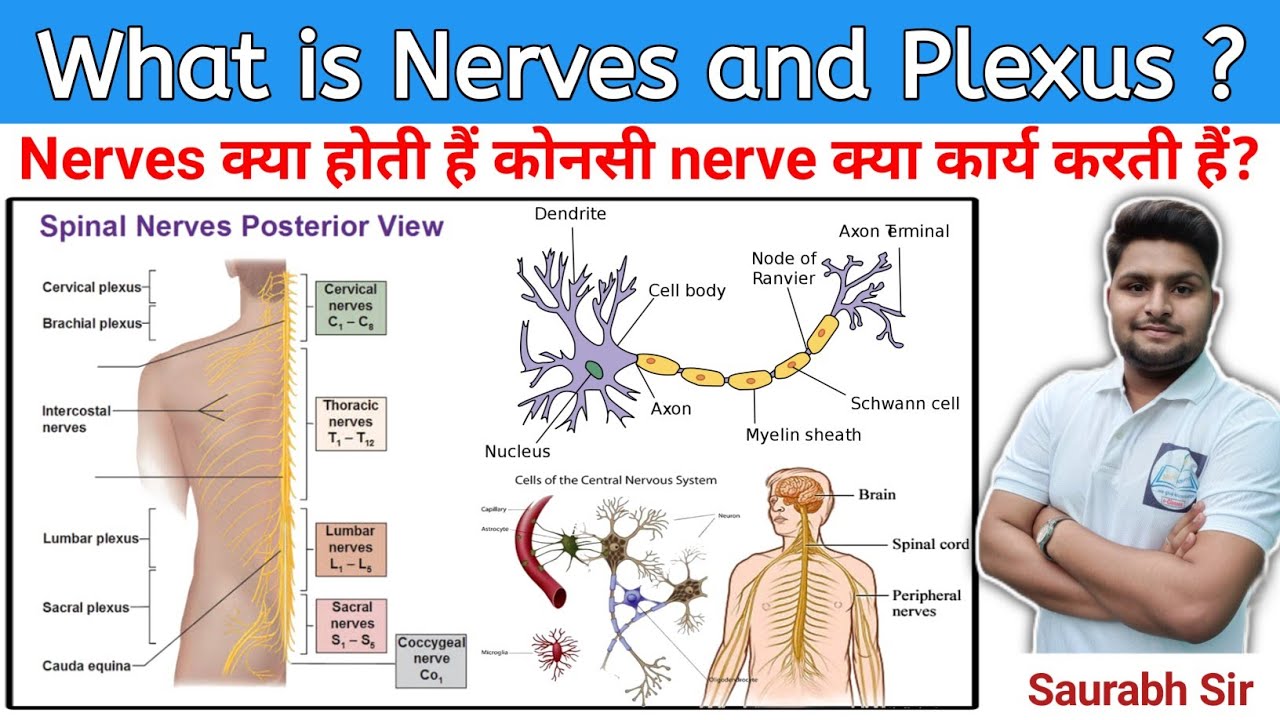 Nerves ||Nervous plexus||Nervous system||explain in hindi||for BAMS, BSc Nursing students