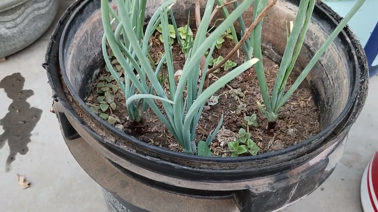 Orgenic Green Onions 🧅 Harvesting 