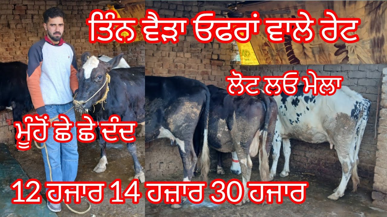 12 ਹਜਾਰ ਤੋਂ ਵੈੜ ਸ਼ੁਰੂ ਮੁੰਹੋ ਛੇ ਦੰਦ 30 ਹਜਾਰ ਵਿੱਚ ਜਰਸੀ ਵੈੜ 10 ਲੀਟਰ ਦੁੱਧ ਤਿਆਰ /cow for sale 