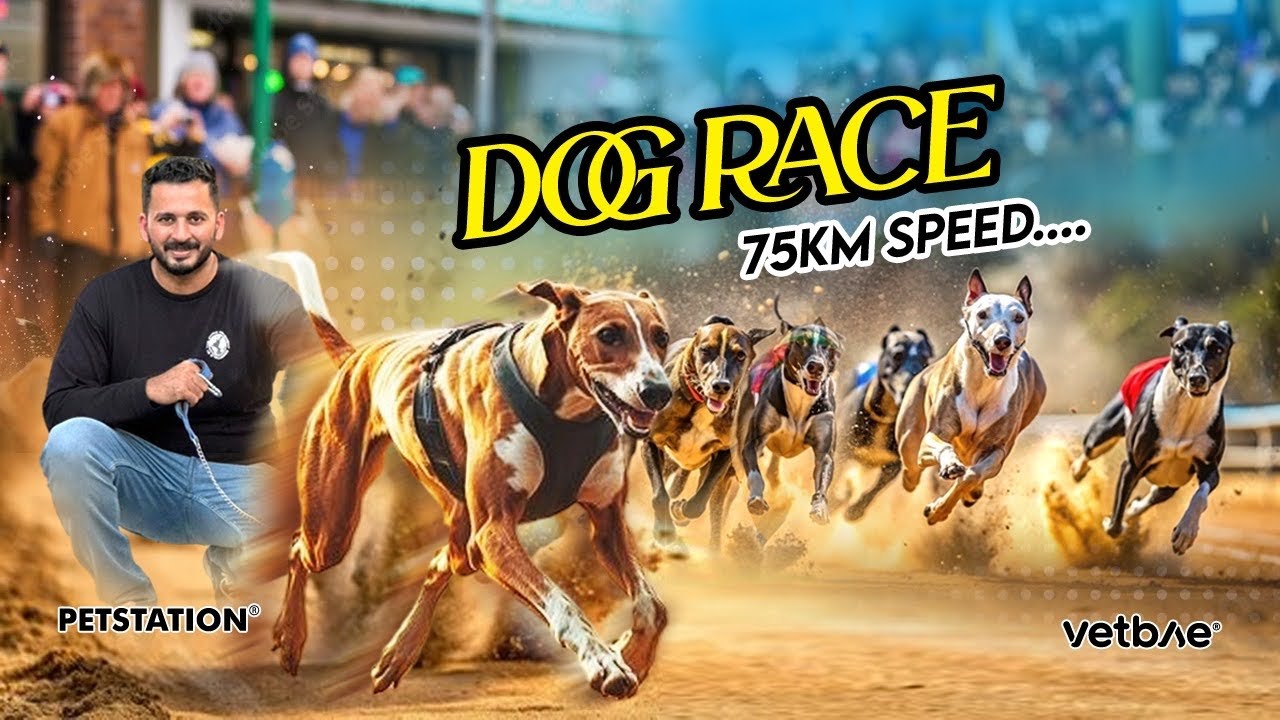 Dog race🔥 മാനിനെ പിടിക്കാനുള്ള മത്സരയോട്ടം.. saluki and gray hound dogs