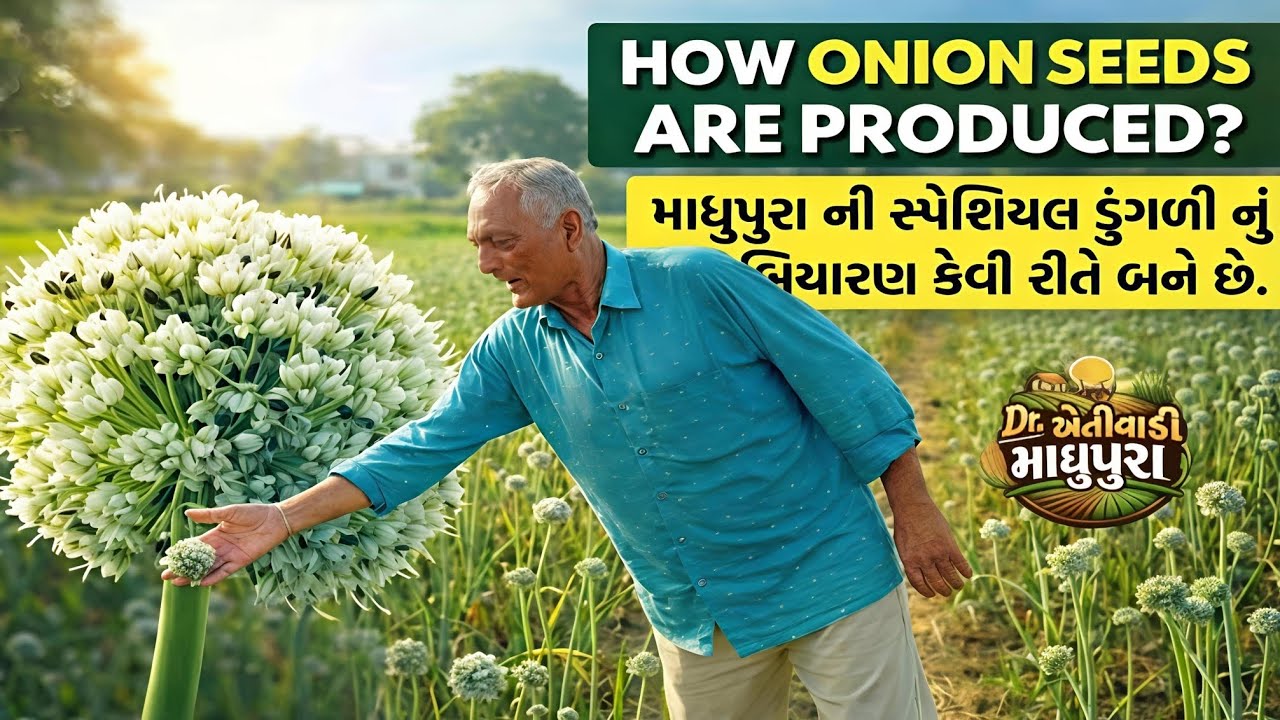માધુપુરાની સ્પેશિયલ ડુંગળીનું બિયારણ કેવી રીતે બને છે? | Onion Seed Production Process