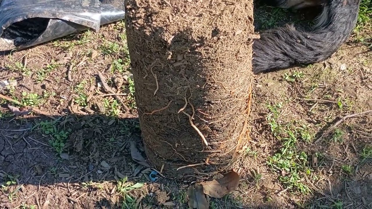 Planting a Brokaw Avocado tree on Leola rootstock