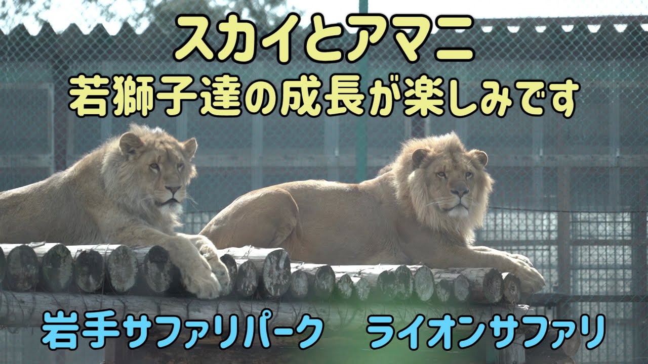 岩手サファリパーク　スカイとアマニ　若獅子達の成長が楽しみです　ライオン　Lion