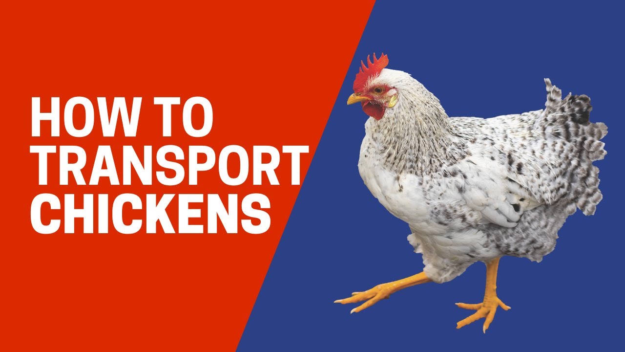 How to transport chickens | Cackle Hatchery