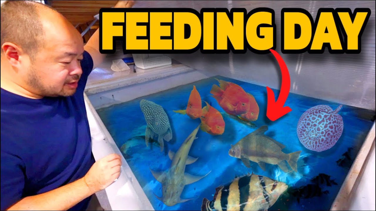 За кулисами: как мы поддерживаем нашу рыбу в идеальном состоянии! 🐟💪