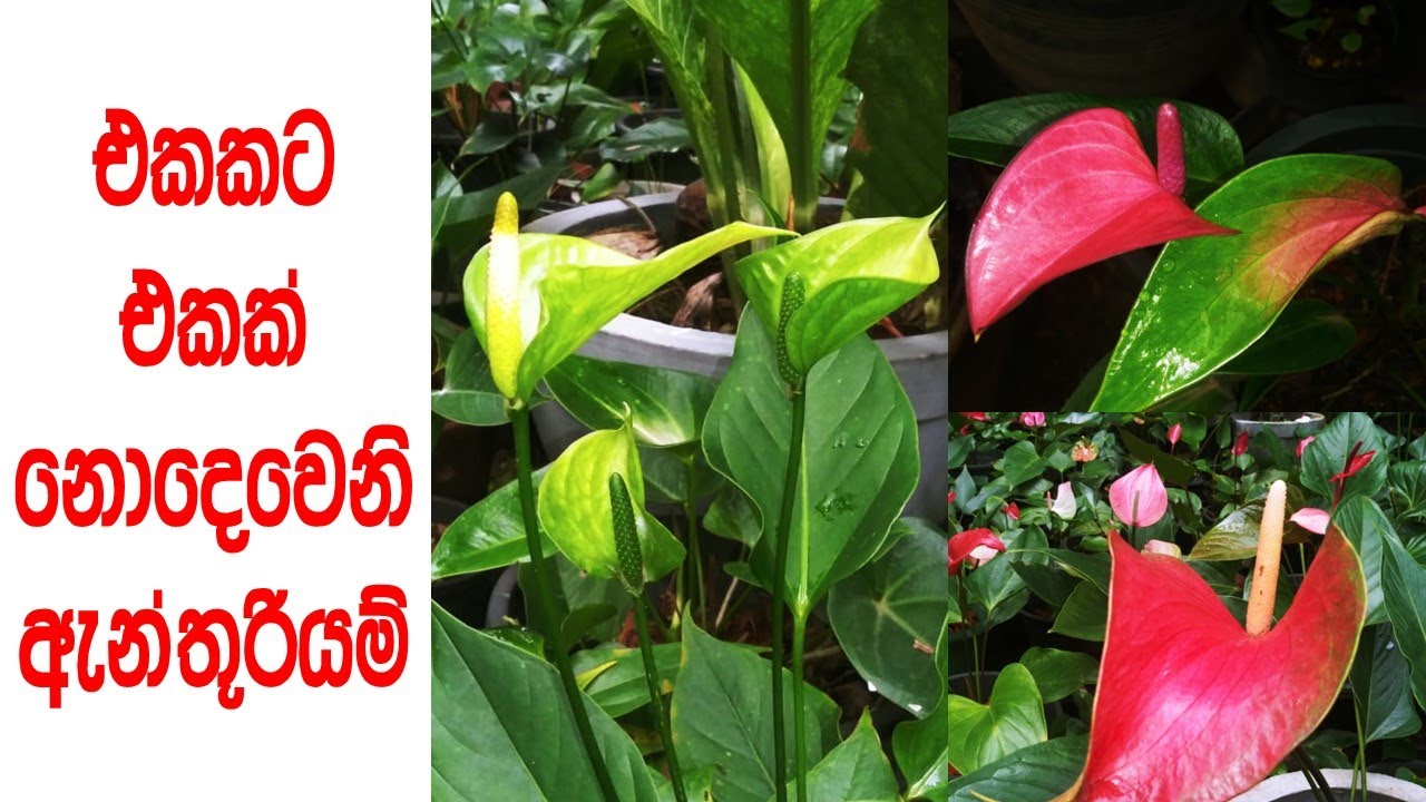 පාට නොකියා මලේ නම කියලම ඉල්ලමු  | anthurium | beautiful | flowers | garden | botany | plants | lokki