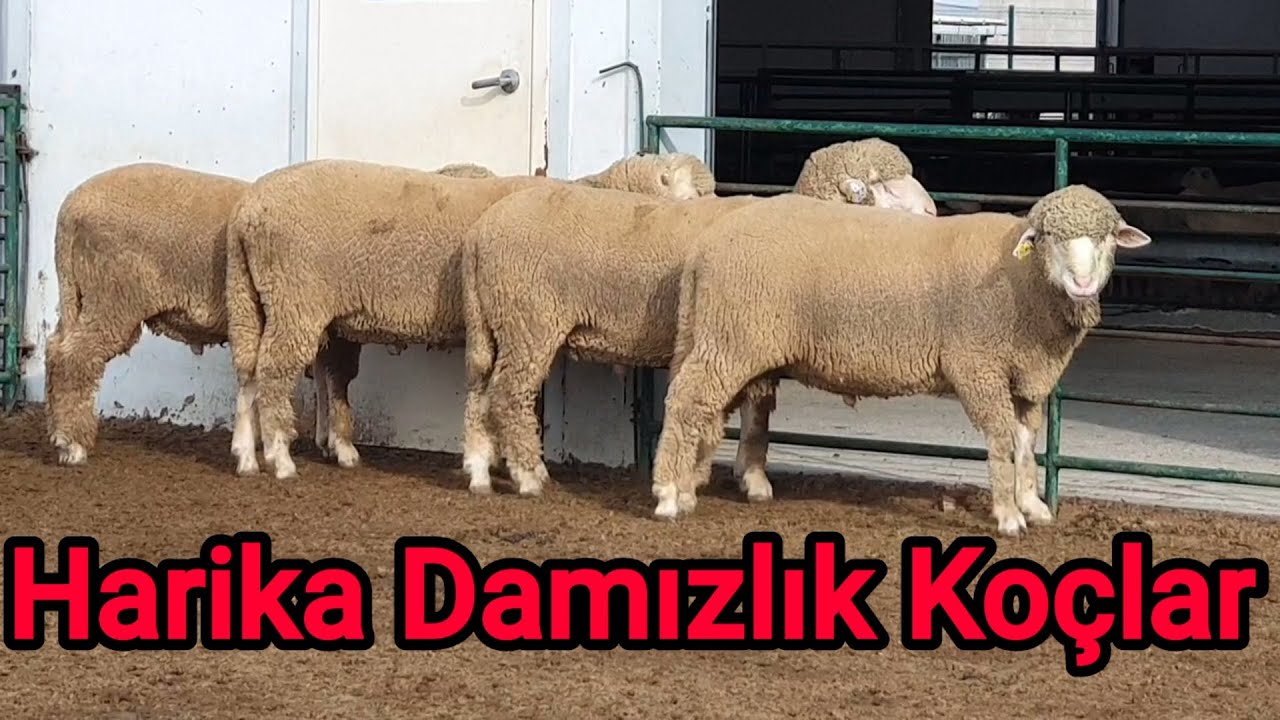 DAMIZLIK KOÇLARI İNCELEDİM | PEGA DAMIZLIK KARACABEY MERİNOS ÇİFTLİĞİ