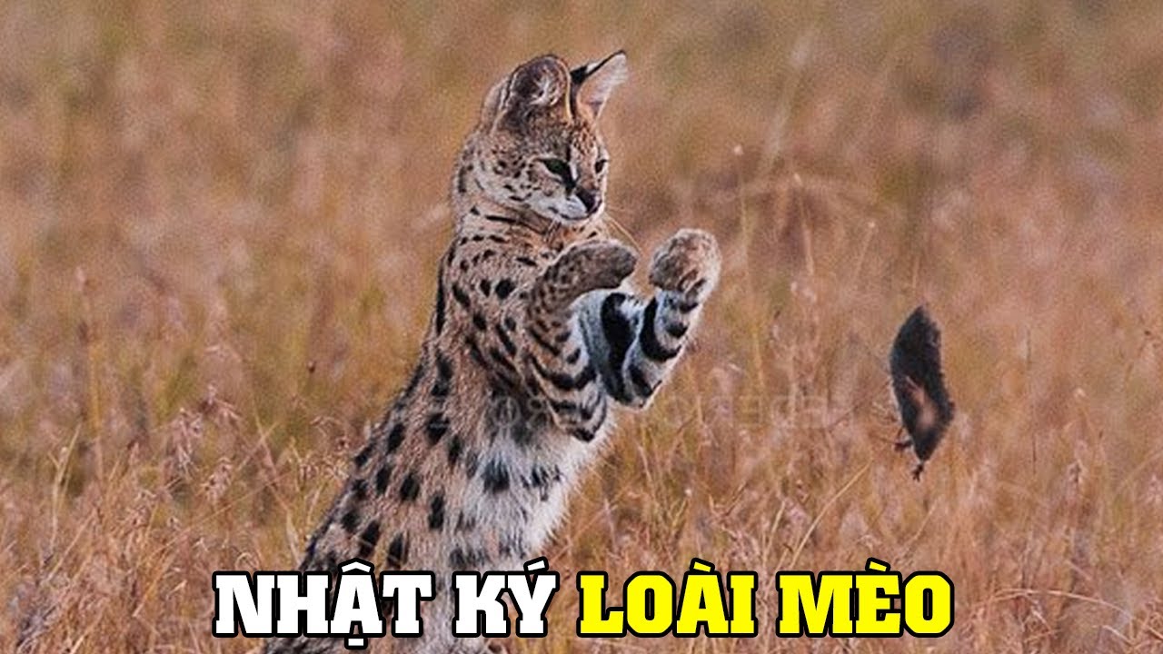 Những Loài Mèo Hoang Dã P1 | Khám Phá Thế Giới Động Vật Hoang Dã