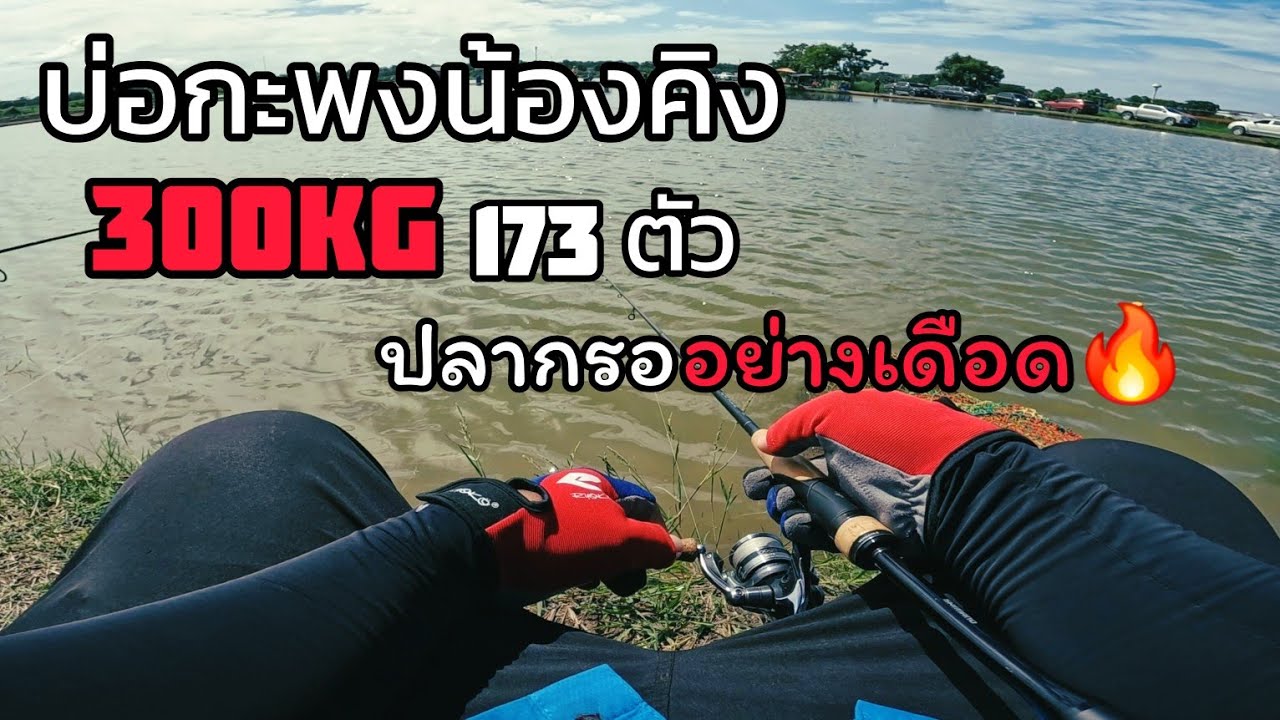 บ่อกะพงน้องคิง ปลาซิง300โล173ตัว | ปลาไซส์ตึงๆ  จะมันส์แค่ไหน..?| 21/09/24