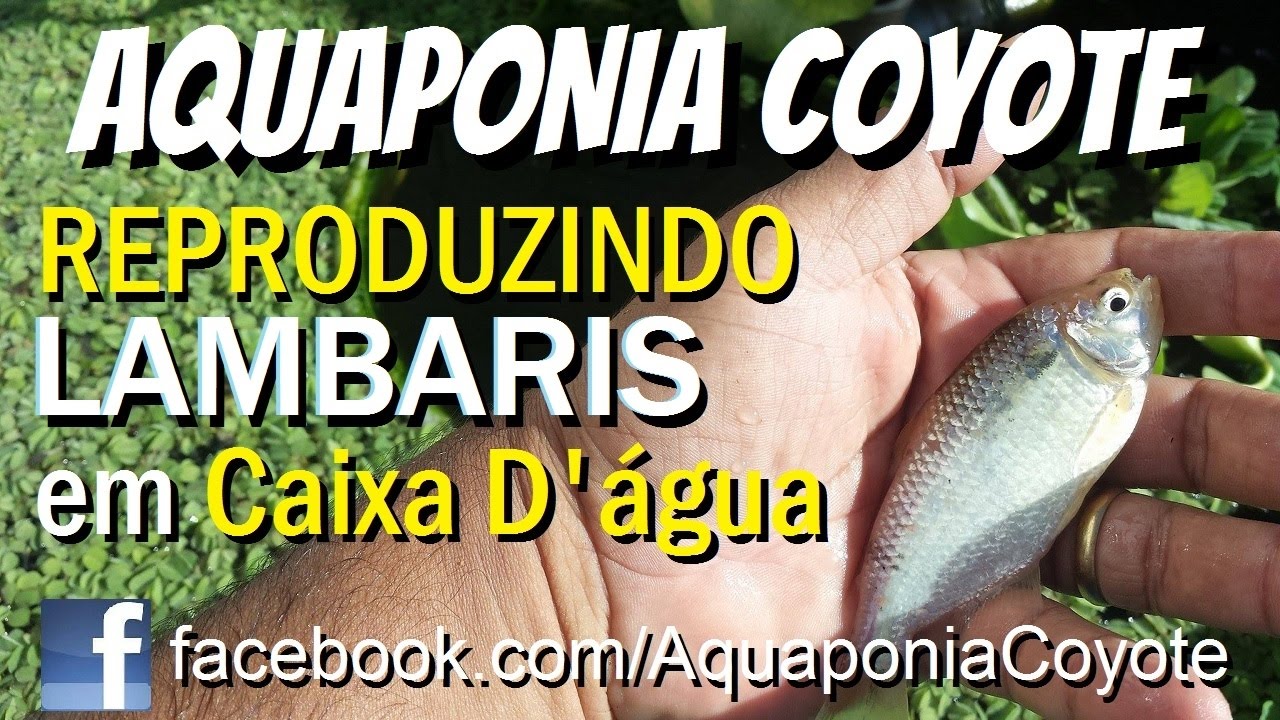 Aquaponia: Reproduzindo lambaris em caixas d'água - Aquaponics System 21/03/2017