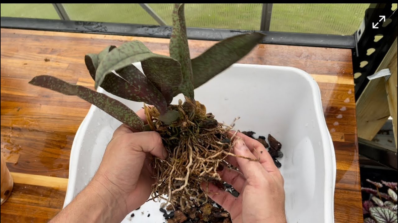 Psychopsis Mendenhall this plant has not done well for me.