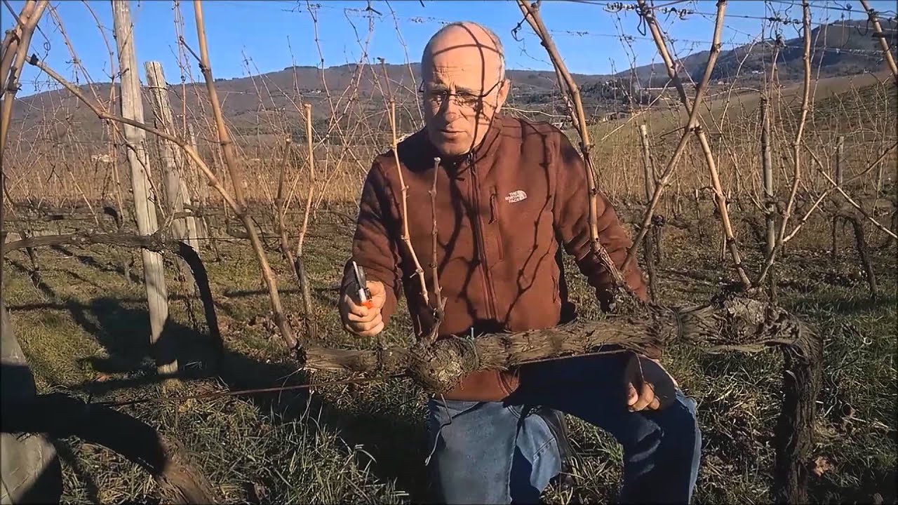Lavori Invernali del Vigneto - Potatura