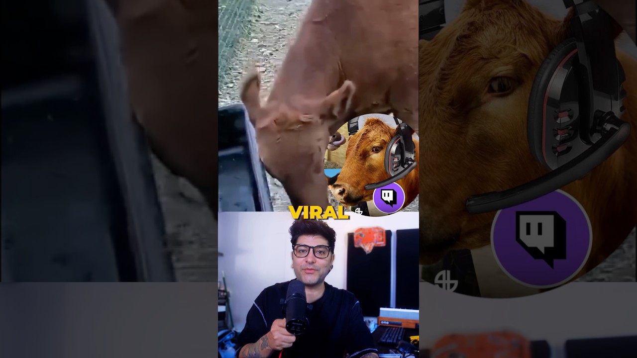 There is a cow on twitch