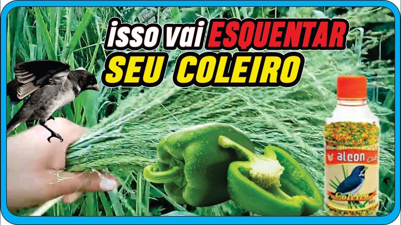 3 alimentos que fogueam Papa Capim 🔥