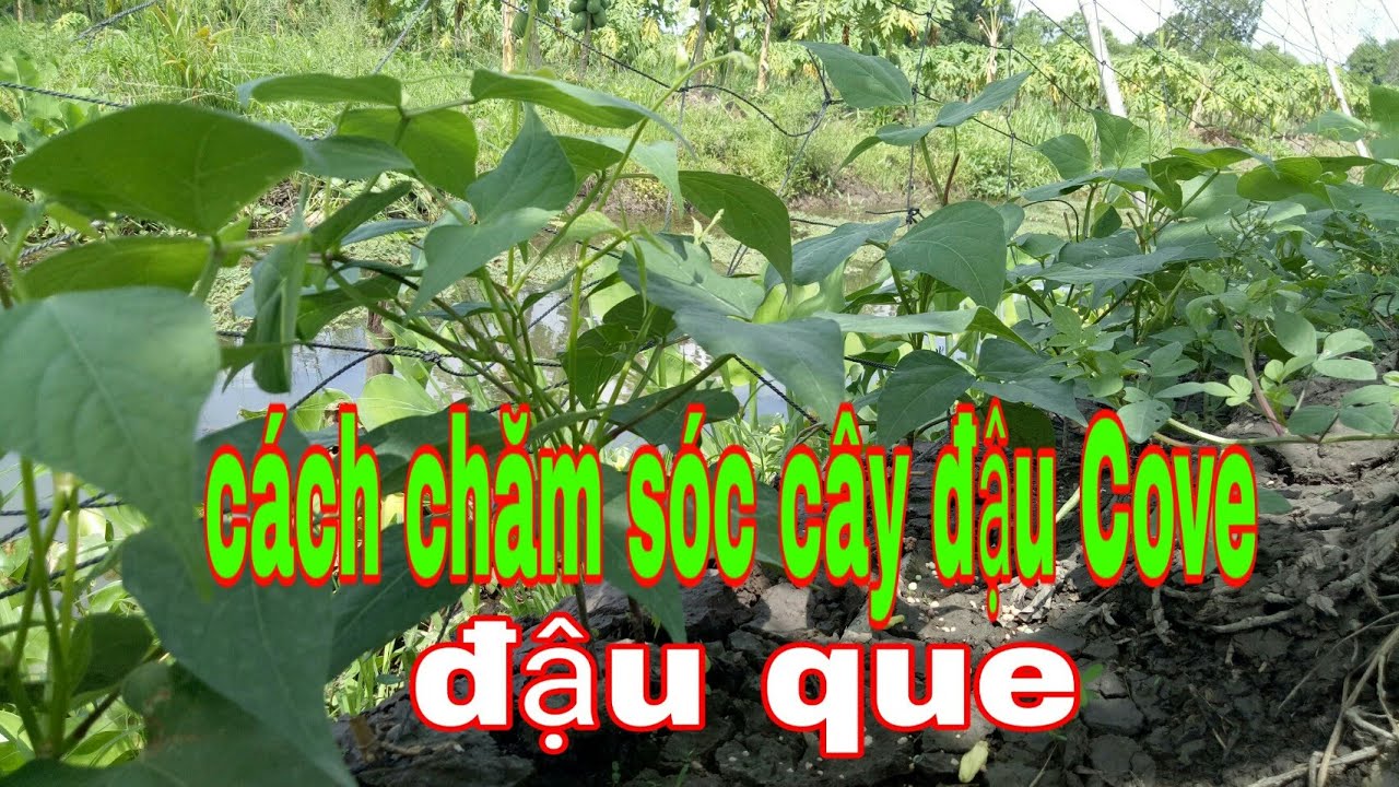 Kỹ thuật trồng đậu Cove /và bấm ngọn đậu que / Tâm Thành TV
