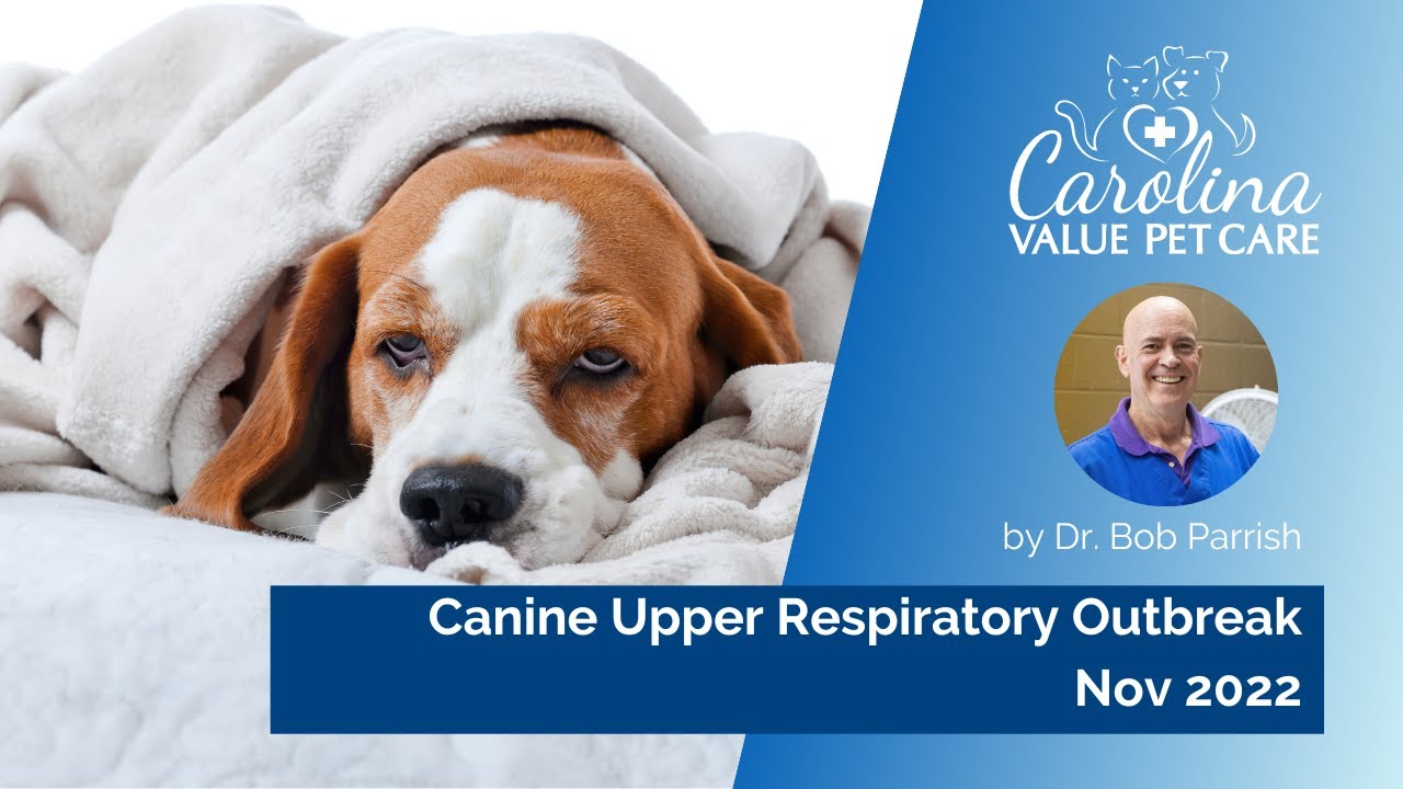 What you need to know about the canine upper respiratory outbreak.