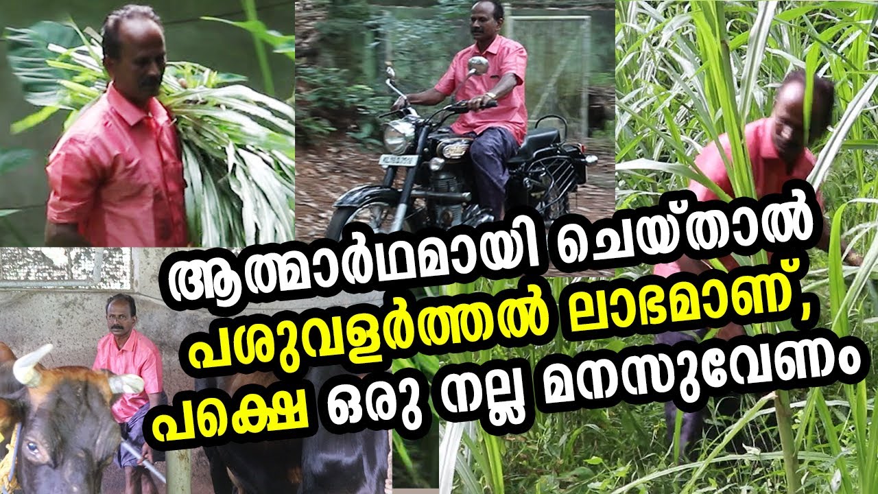 പശുവളർത്തലിൽ 13 വർഷത്തെ അനുഭവം പങ്കുവച്ച് സൈമൺ  | Kerala Cow Farming | Saimon | Neyyatinkara