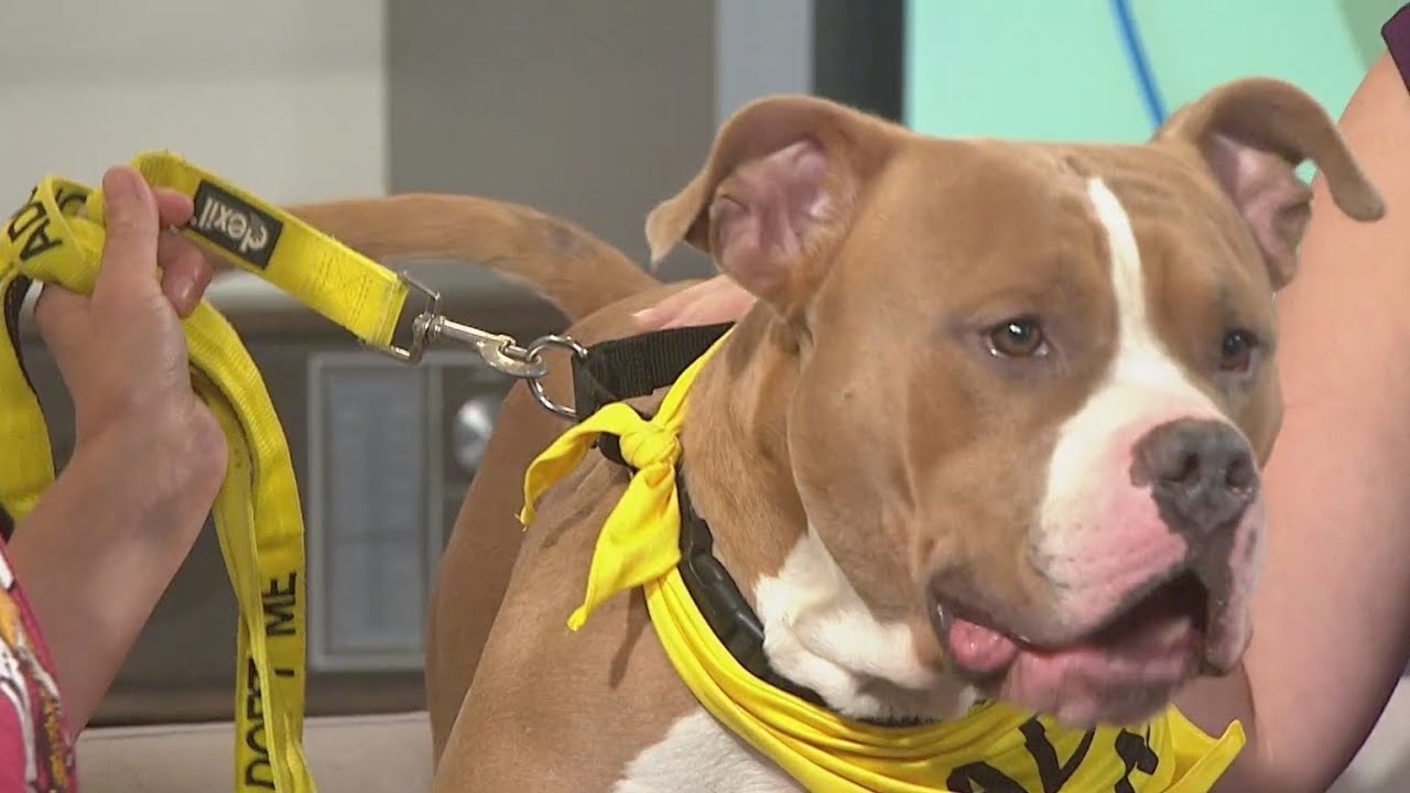 Pet Rescue Spotlight: Orphans of the Storm Pet Rescue